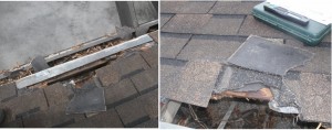 Raccoon Damage to Roof